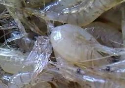 淡水小虾的营养价值（淡水小虾的营养价值与功效）