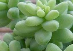 玉珠莲如何养 玉珠莲如何养护和浇水