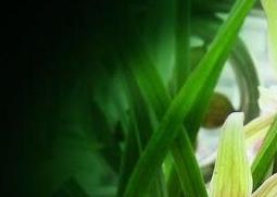 兰草花的养殖方法和步骤教程（兰花草的栽培方法）