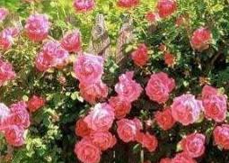 蔷薇花图片和养殖技巧 蔷薇花的养殖方法