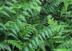 凤尾草图片（凤尾草图片大全）