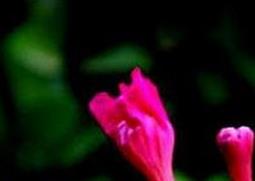 紫茉莉开花后怎么办 茉莉开紫花怎么回事