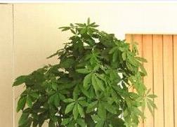 马拉巴栗的功效与作用（马拉巴栗能吃吗）