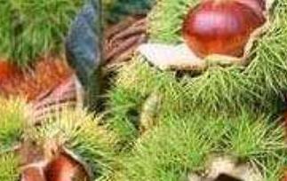 生板栗怎么保存不坏（生板栗怎么保存不坏掉）