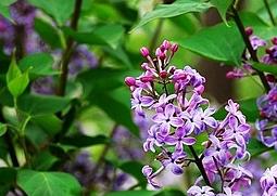 丁香花怎么养殖（丁香花如何养殖）
