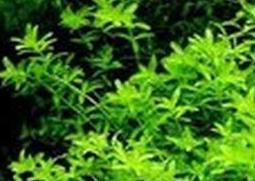 珍珠草怎么繁殖（珍珠草繁殖快吗）