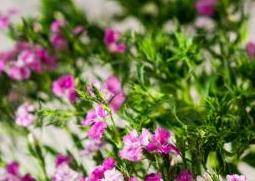 石竹花怎么养 石竹花的养殖方法和注意事项