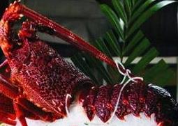 澳洲龙虾和波士顿龙虾的区别（澳洲龙虾和波士顿哪种好）