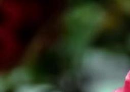 北方茶花和南方茶花的区别（茶花属于南方花卉吗）