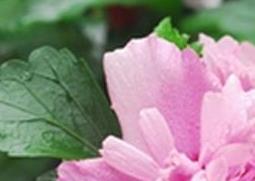 木槿花如何养殖（木槿花怎么养殖）