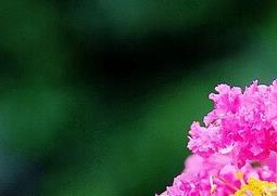 紫微花可以泡水喝吗 紫薇花可以泡水喝吗