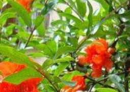 石榴花怎么养殖 石榴花怎么养殖呢