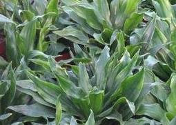 植物太阳神的养殖方法 绿植太阳神的养殖方法