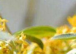 沙枣花的功效与作用 沙枣花的功效与作用图片