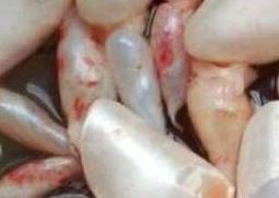 米鱼鱼鳔的功效与作用及药用价值（米鱼 鱼鳔）
