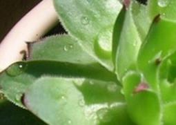 宝石花的功效与作用 宝石花的功效与作用及禁忌