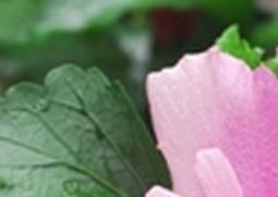 木槿花如何养（木槿花如何养成棒棒糖）