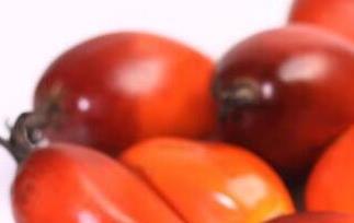 棕树果的功效与作用 棕树果的功效与作用及禁忌