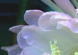 令箭荷花的养殖方法与注意事项（令箭荷花怎么养?令箭荷花的养殖方法）