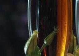 酒杯花的养殖方法与注意事项 酒杯花的养殖方法与注意事项图片