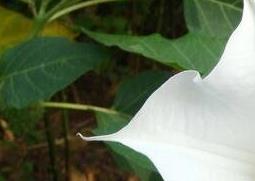 曼陀罗花有什么功效（曼陀罗花有什么功效专家讲解）