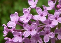 丁香花图片（丁香花图片简笔画）