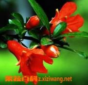 石榴花的功效与作用（石榴花的功效与作用及禁忌）