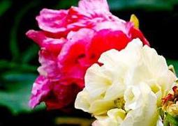 芙蓉花怎么养（芙蓉花怎样养最好）