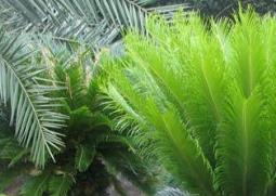 苏铁 苏铁是什么植物?