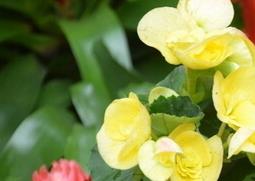 草本海棠花的种类和图片（草本海棠花品种）