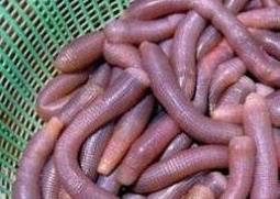 沙虫忌和什么一起煮 沙虫的功效与作用