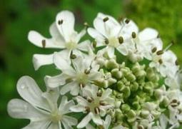 什么是独活（什么是独活寄生汤有什么材料）