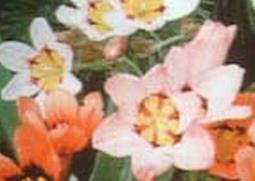 丑角花的功效与作用（角花有什么作用）