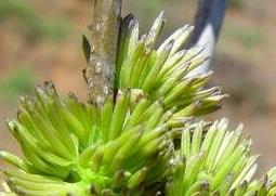 杜仲雄花的功效（杜仲雄花茶的作用与功效）