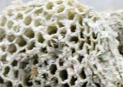 蜂房的功效与作用 蜂房的功效与作用及禁忌的功效与作用