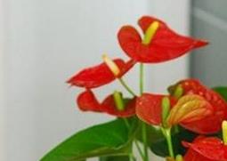 盆栽火鹤花的养殖方法 盆栽火鹤花的养殖方法视频