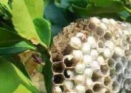 蜂房的功效与作用及药用价值 蜂房的作用和功效与作用