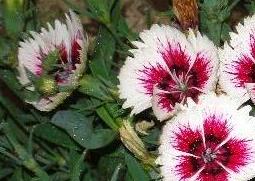 山竹花和石竹花的区别（山竹花和石竹花的区别是什么）