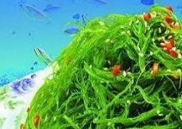 海发菜与干发菜的区别 海发菜和发菜的区别