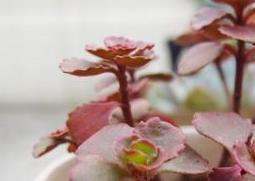 小球玫瑰的种植与养护（小球玫瑰的种植方法）