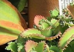 不死鸟的种植要点及栽培技术（不死鸟的种植要点及栽培技术）