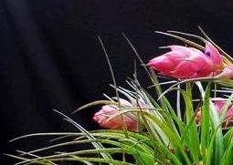 鸿运当头花怎么种