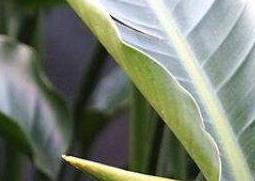 鹤望兰什么时候开花 鹤望兰什么时候开花?花期多长?