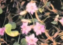 红花龙胆的功效与作用（白花蛇舌草的功效与作用）