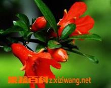 石榴花怎么养 石榴花怎么养好