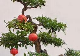 盆栽石榴花的养殖方法 盆栽石榴花的养殖方法视频