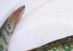 张弓鱼的作用与功效（张弓鱼的作用与功效图片）