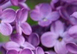 丁香花如何种植 丁香花如何种植视频