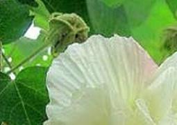 芙蓉花的功效与作用 芙蓉花的功效与作用点