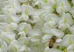 家槐树花的功效和作用（家槐树花的功效和作用能抗破风）